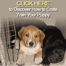 Puppy Crate Training