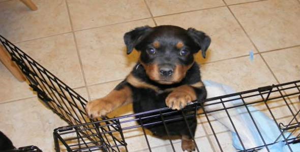 How to Crate Train A Puppy