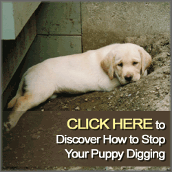 How To Stop A Puppy Digging