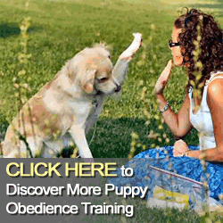 Obedience Training For Puppies