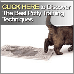 How to potty train a puppy