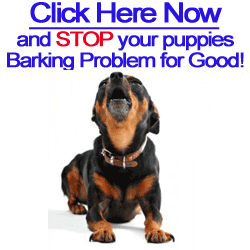 Stop Puppies From Barking