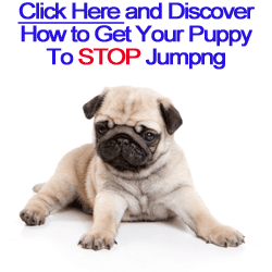 Stop Puppy Jumping