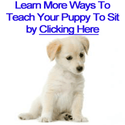 how to teach a puppy to sit