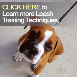 training puppies to walk on a leash