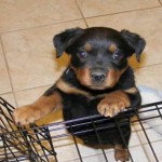 Crate train puppies