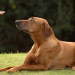 Puppy Obedience Training